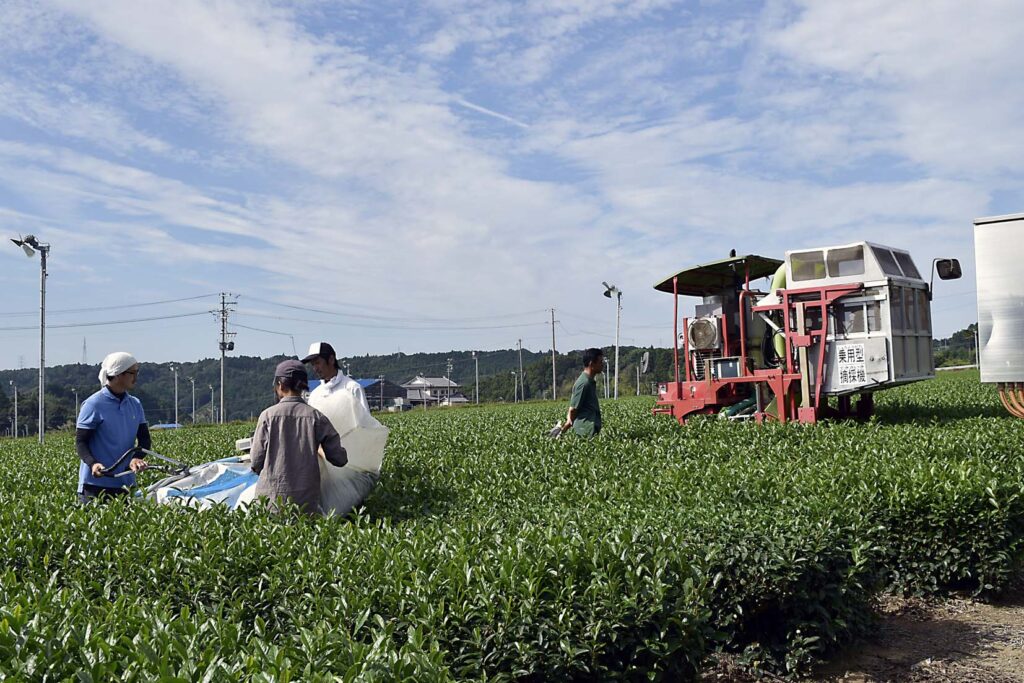tea farm 10