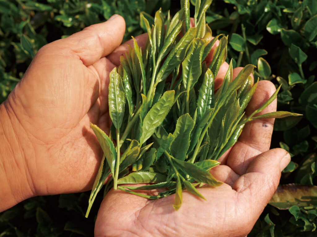 teafarm